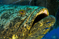 Goliath Grouper at cleaning station