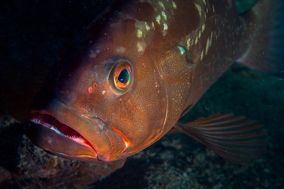 Red Grouper