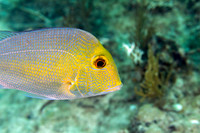 _MG_9533-Edit