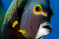 French Angelfish Up Close and Personal