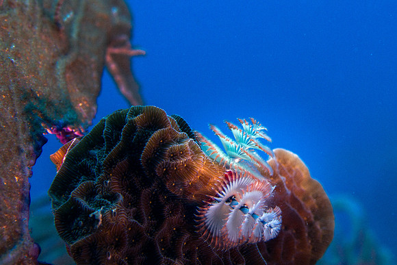 Christmas Tree Worm