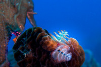 Christmas Tree Worm
