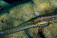 Trumpetfish