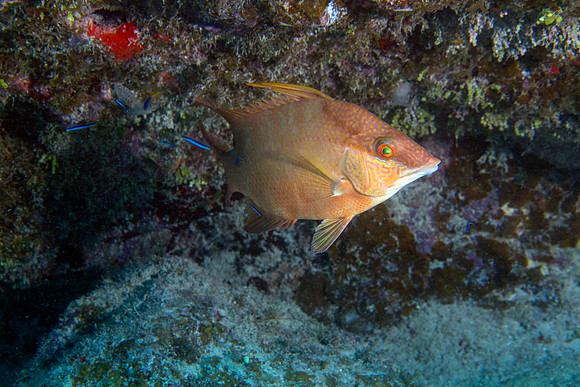 _MG_1178-Edit