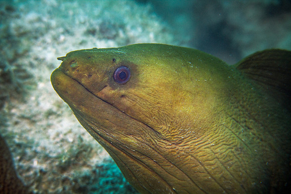 Green Moray