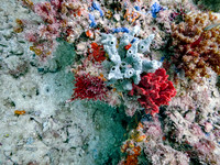 Dive HogTone Hogfish July 23rd, 2025!