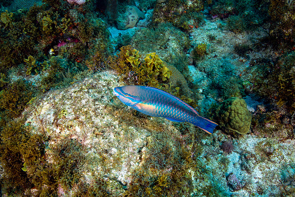 _MG_5031-Edit