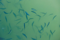 R6225554