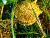 P7120542-Edit