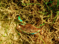 P7120559-Edit
