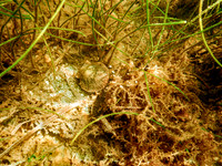 P7130568-Edit