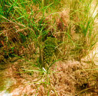 P7130580-Edit