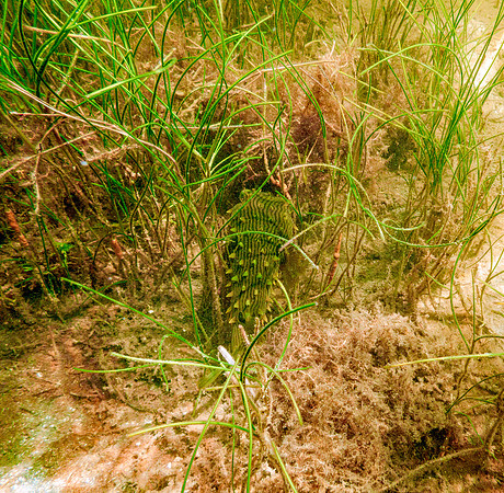 P7130580-Edit