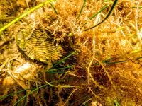 P7130583-Edit