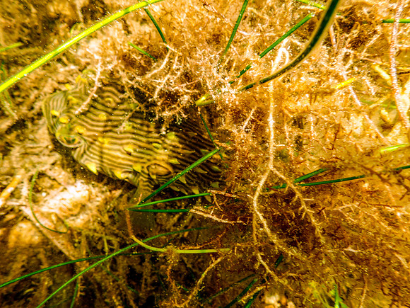 P7130583-Edit