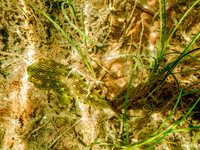 P7130587-Edit