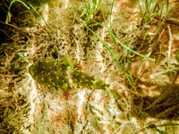 P7130588-Edit