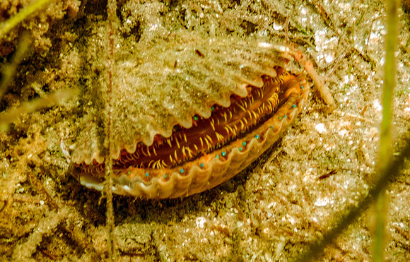 P7130603-Edit