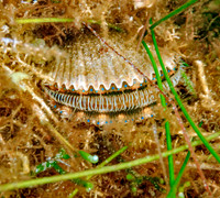 Scalloping 1 Bucket SeaFire Dinner July 14th, 2024!