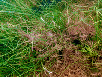 P7140706-Edit