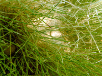 P7150792-Edit