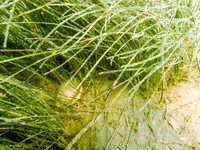 P7160806-Edit
