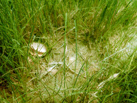 P7180927-Edit