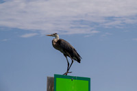 _MG_0018