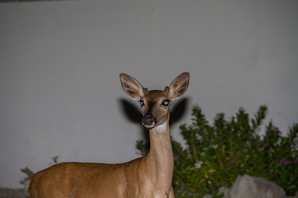 _MG_4959