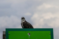 IMG_8187