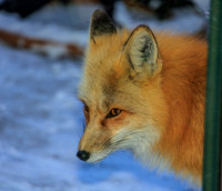 Fox, SteveShoulder, UPSToMayo, MostSki February 5th, 2024!