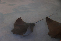 R6220800