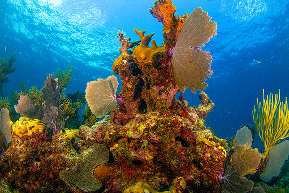 Scenic underwater coral, sea fans