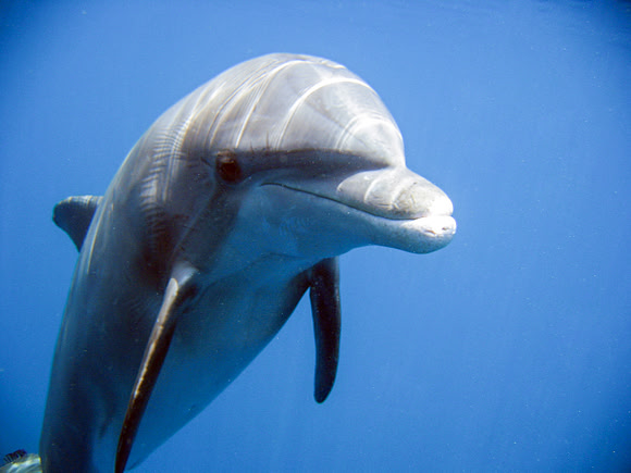 Dolphin Introspection 2