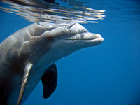 Dolphin Introspection