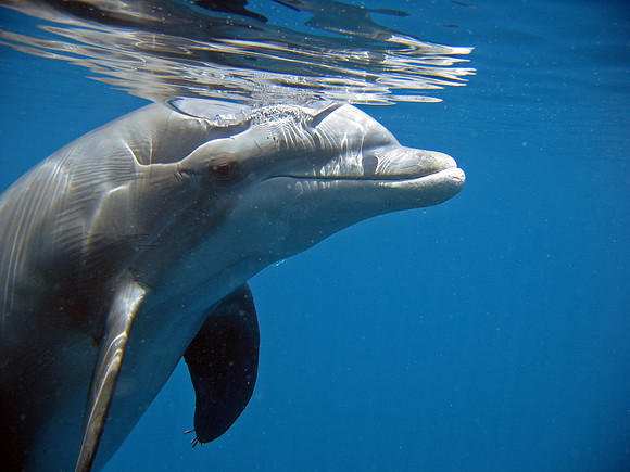 Dolphin Introspection