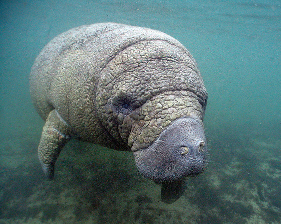 Wrinkled Manatee