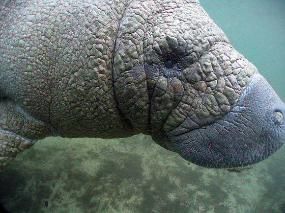 Manatee Headshot