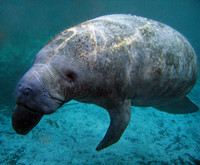 Docile Sea Cow