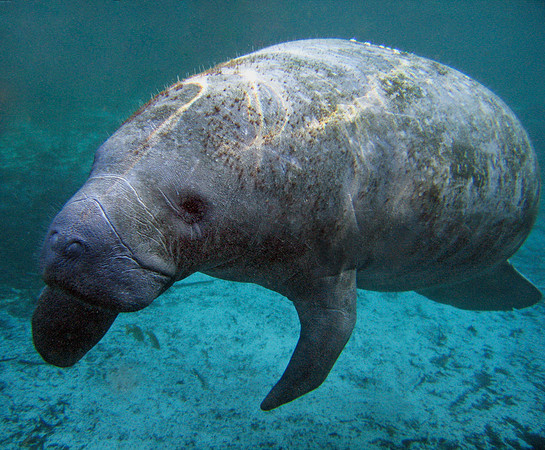 Docile Sea Cow