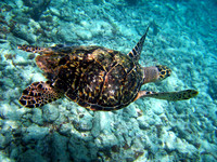 Turtle