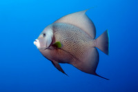 IMG_2735cropalbig