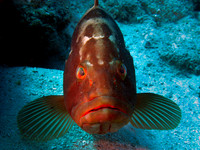 Red Grouper