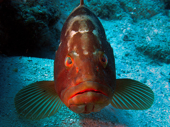 Red Grouper