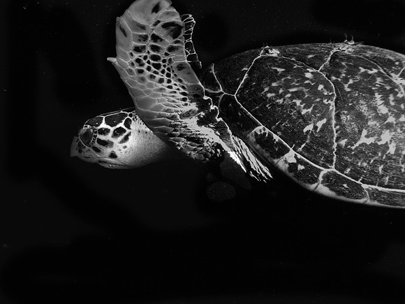 Turtle