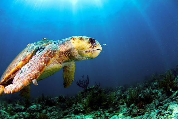 Loggerhead Turtle