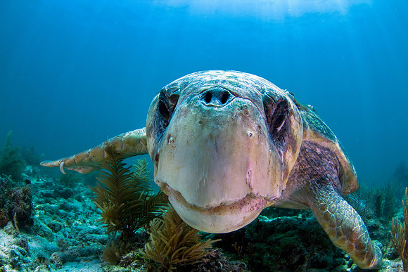 The Curious Loggerhead Turtle