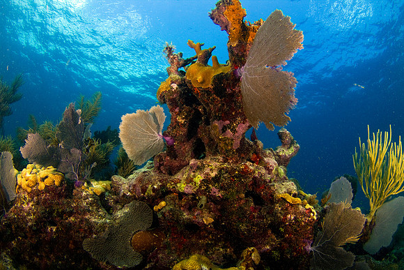 Scenic underwater coral, sea fans