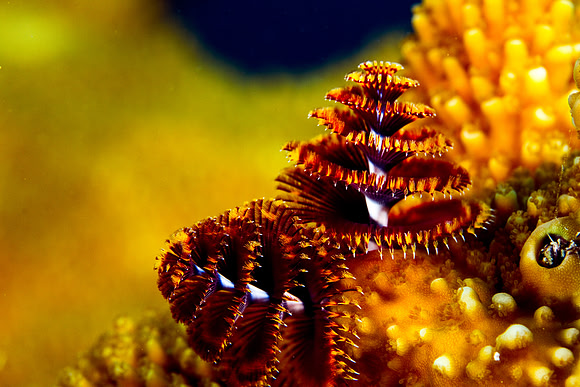Christmas Tree Worm