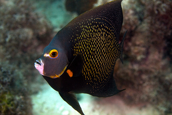 French Angelfish